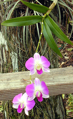 The orchid – a beautiful survivor